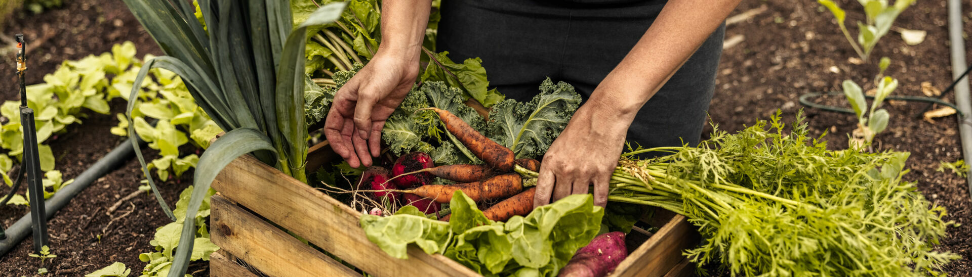 Regionale Lebensmittel aus dem Hofgarten Regionale Lebensmittel aus dem Hofgarten}
