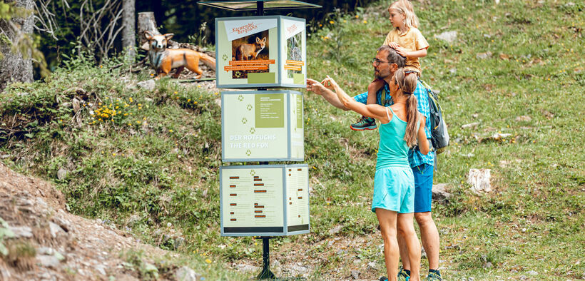The alpine animals circular walk on the Zwölferkopf mountain is the perfect destination to go on a family hike.