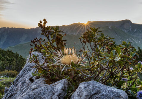 Die Morgensonne lässt die Landschaft des Karwendelgebirges wunderschön erstrahlen. Die Silberdistel im Zentrum des Bildes genießt bereits die ersten warmen Strahlen.