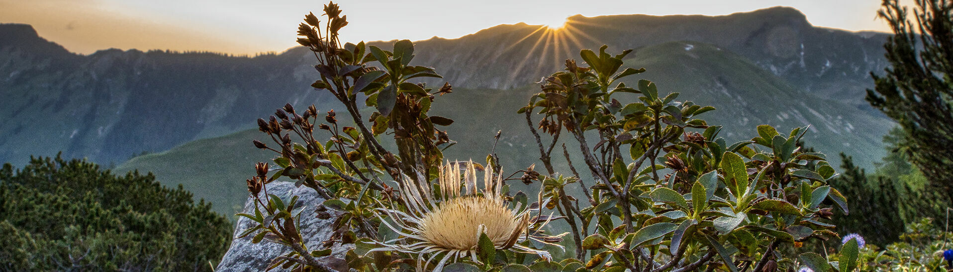 Morning sun in the Karwendel mountains This photo captures the morning sun pouring over the Karwendel mountains, with a silver thistle enjoying the first warm sunrays.}