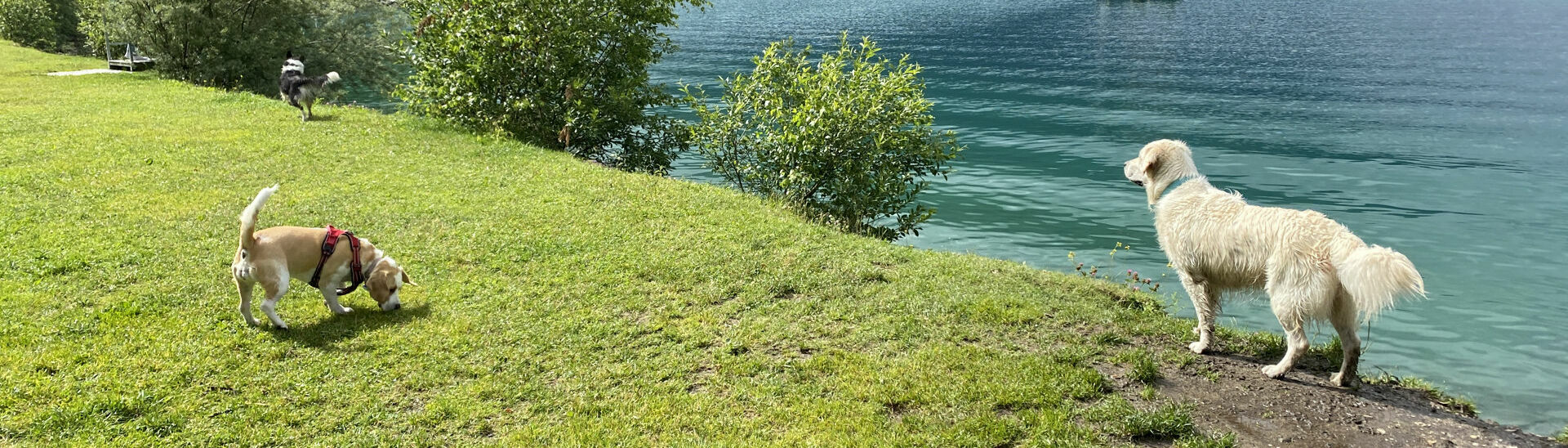 Hundestrand in Pertisau am Achensee Hunde genießen die Wiese und den Seezugang am Hundestrand in Pertisau am Achensee.}
