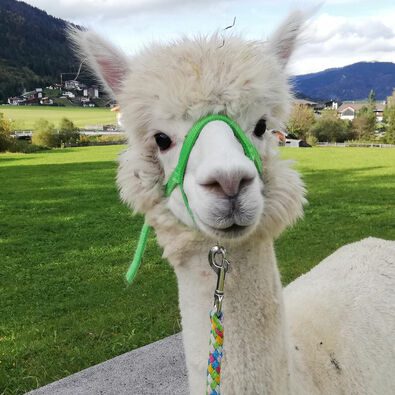 Their gentle and calm personality makes alpacas the perfect walking companions in the summer landscape of Lake Achensee.