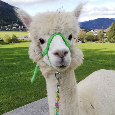 Their gentle and calm personality makes alpacas the perfect walking companions in the summer landscape of Lake Achensee.