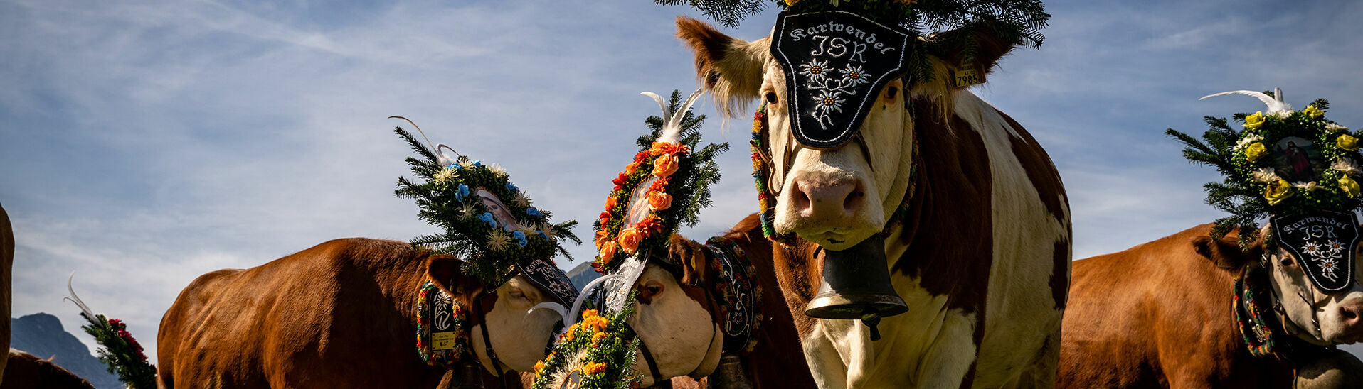 Beim Abtrieb von der Sommerfrische auf der Gramai Alm grasen die Kühe während einer kurzen Pause in Pertisau am Achensee.}