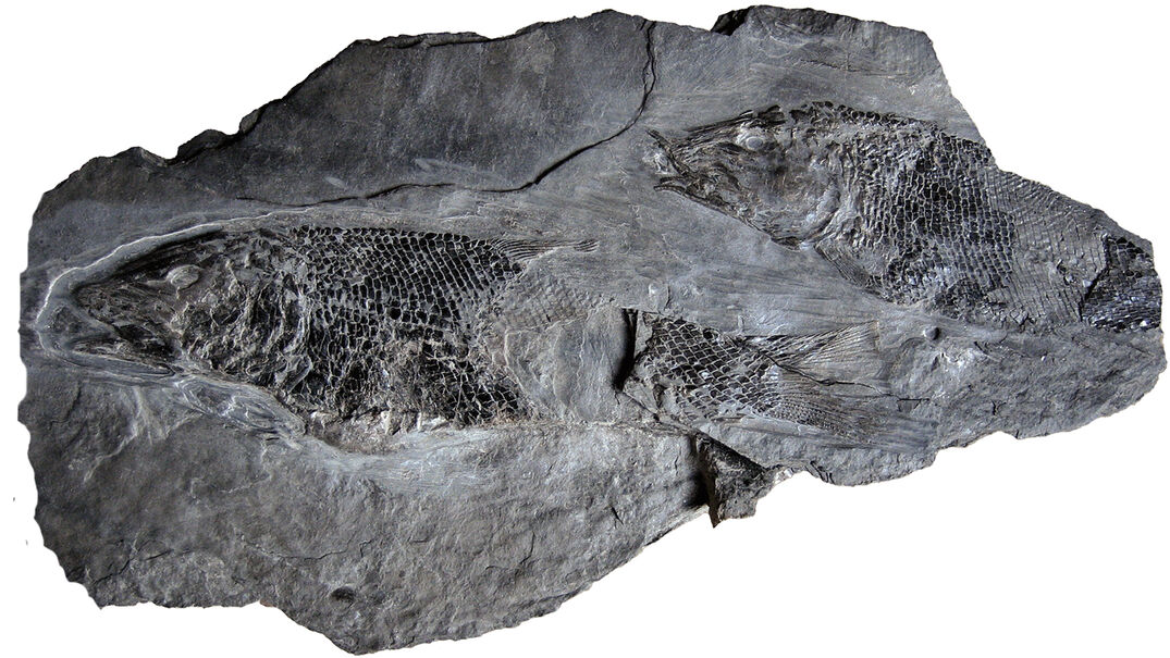 Tiroler Steinöl® - Ölschiefer Versteinerung Die im Ölstein vorkommenden Wirkstoffe stammen von vorzeitlichen Meerestieren und Pflanzen.