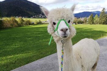 Gisela Gänseblümchen bei den Alpakas