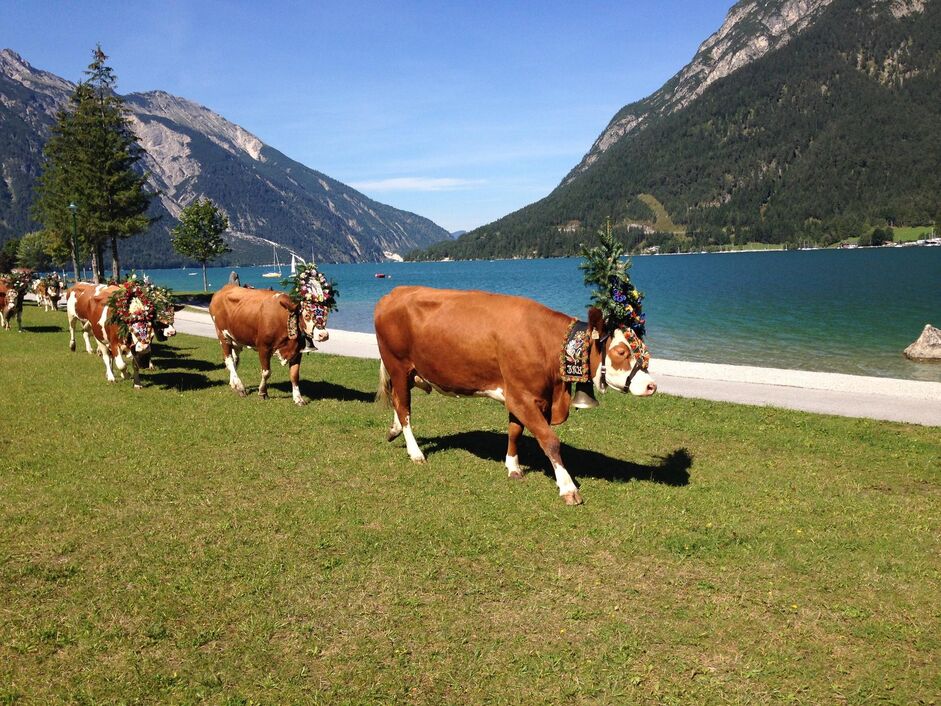 Almabtrieb Achenkirch - Pertisau