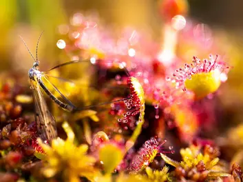 Fotoausstellung Mo(o)re-Or-Less